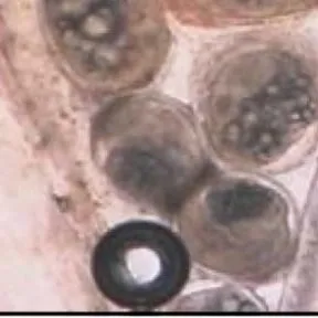 thumbnail for publication: Common Freshwater Fish Parasites Pictorial Guide: Digenean Trematodes